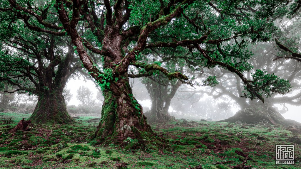 Der mystische Feenwald Fanal
Wundersamer Lorbeerwald mit Wolken und Nebel
Madeira (Portugal) 2023