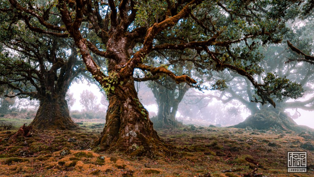 Der mystische Feenwald Fanal
Wundersamer Lorbeerwald mit Wolken und Nebel
Madeira (Portugal) 2023