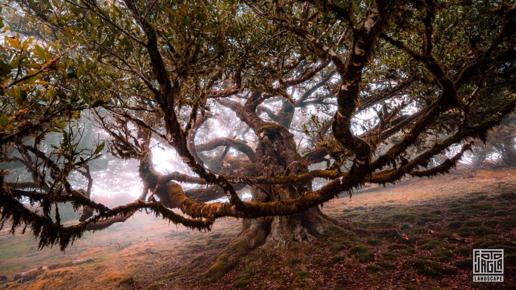 Der mystische Feenwald Fanal
Wundersamer Lorbeerwald mit Wolken und Nebel
Madeira (Portugal) 2023