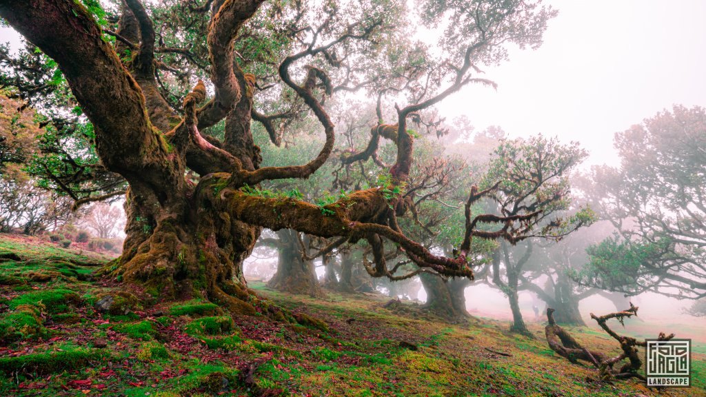 Der mystische Feenwald Fanal
Wundersamer Lorbeerwald mit Wolken und Nebel
Madeira (Portugal) 2023