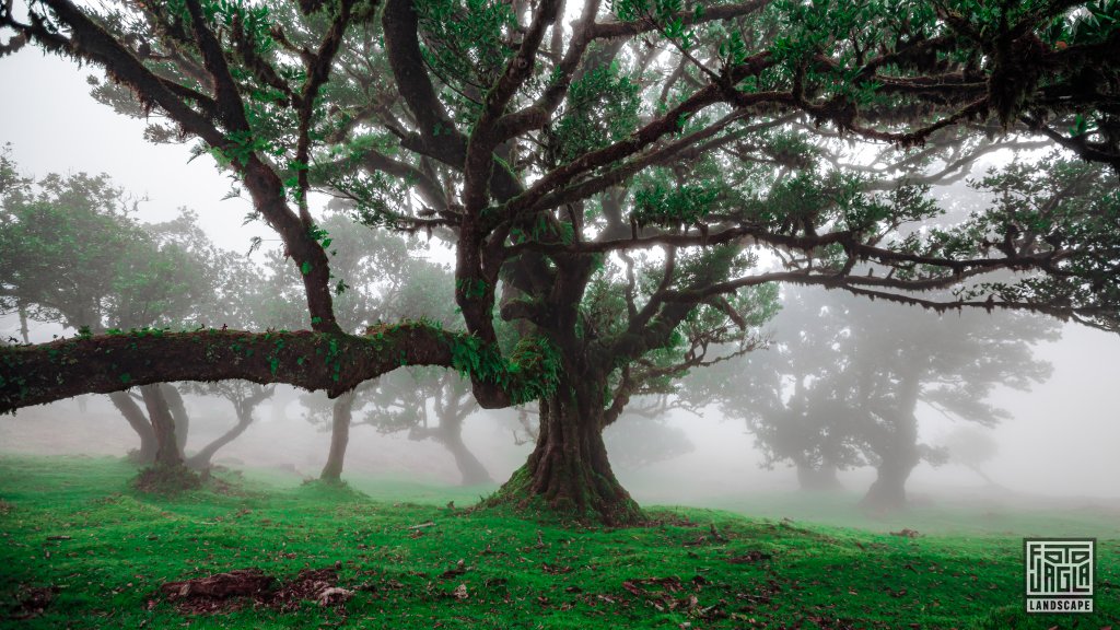 Der mystische Feenwald Fanal
Wundersamer Lorbeerwald mit Wolken und Nebel
Madeira (Portugal) 2023