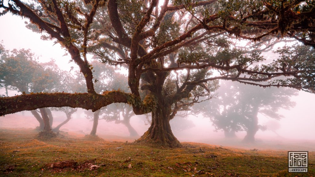 Der mystische Feenwald Fanal
Wundersamer Lorbeerwald mit Wolken und Nebel
Madeira (Portugal) 2023