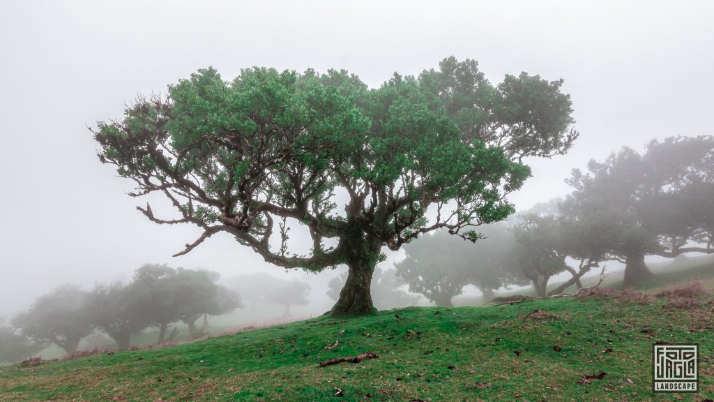 Der mystische Feenwald Fanal
Wundersamer Lorbeerwald mit Wolken und Nebel
Madeira (Portugal) 2023