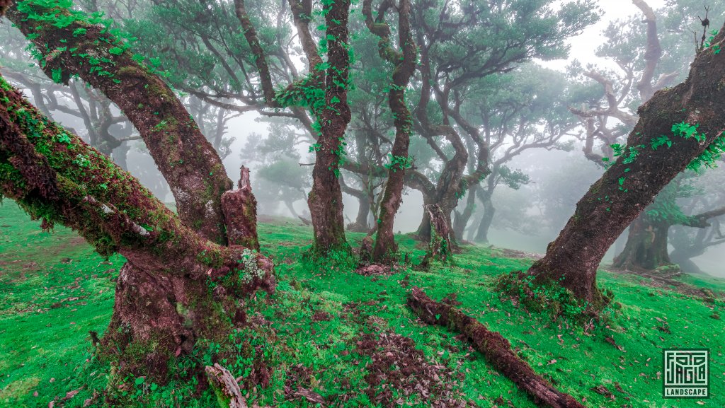 Der mystische Feenwald Fanal
Wundersamer Lorbeerwald mit Wolken und Nebel
Madeira (Portugal) 2023