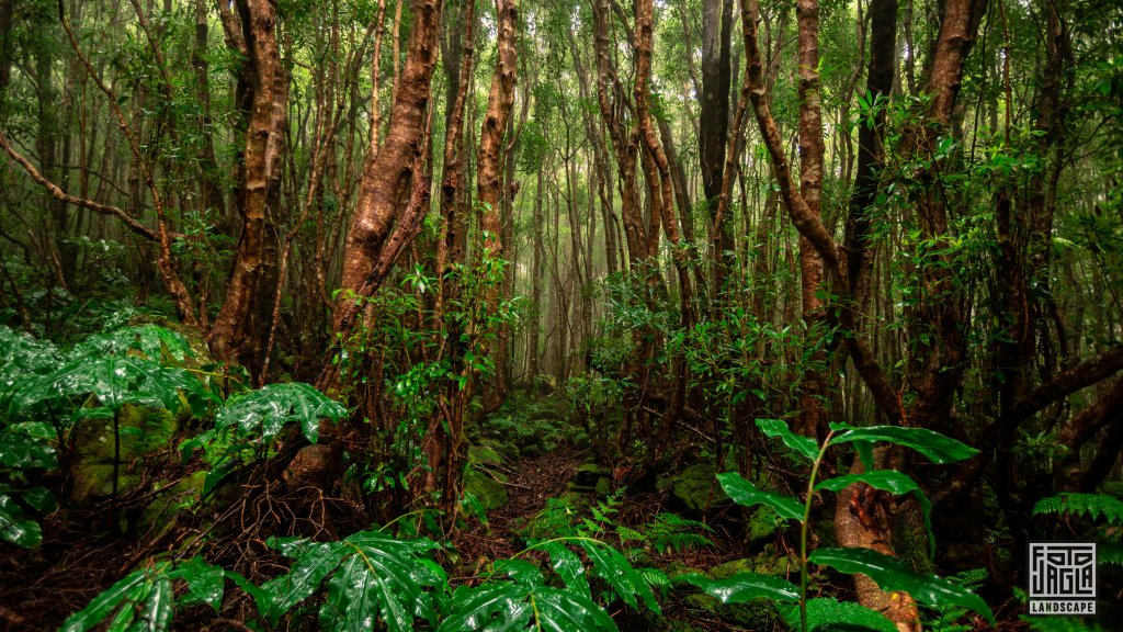 Ein beeindruckender und wunderschner Wald
Das Waldgebiet Mata da Serreta
Terceira auf den Azoren, Portugal 2023
