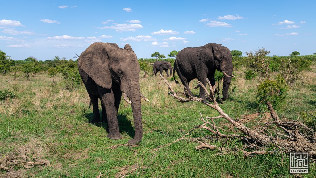 Afrikanische Elefanten kreuzen eine Strae
Safari-Tour im Manyeleti Game Reserve (The Orpen Kruger)
Sdafrika
