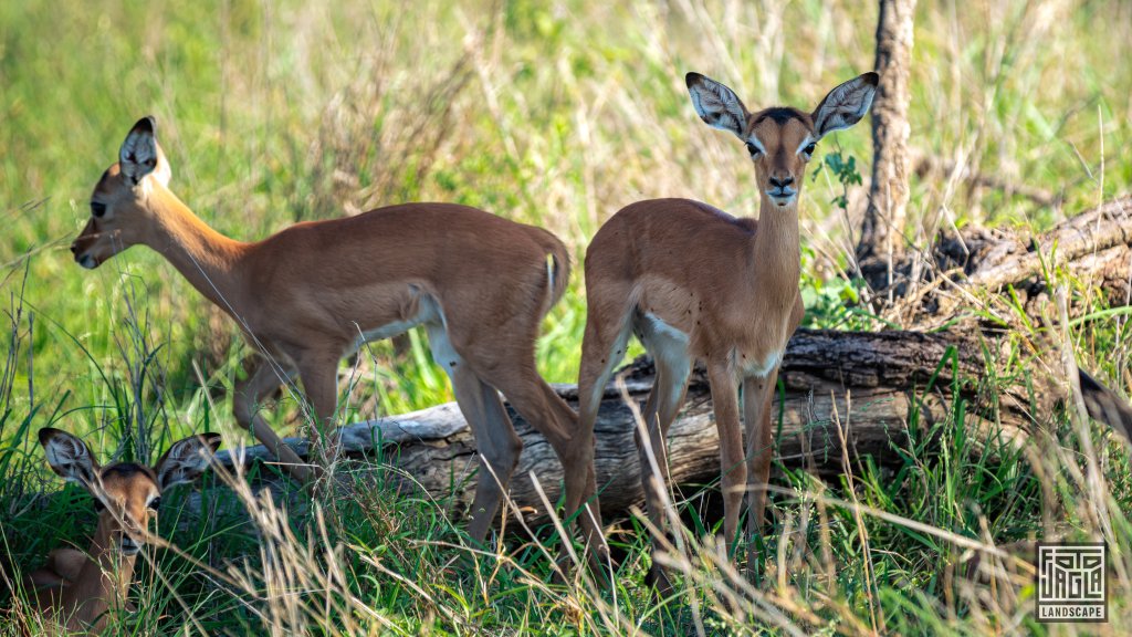 Baby Impalas
Safari-Tour im Manyeleti Game Reserve (The Orpen Kruger)
Sdafrika