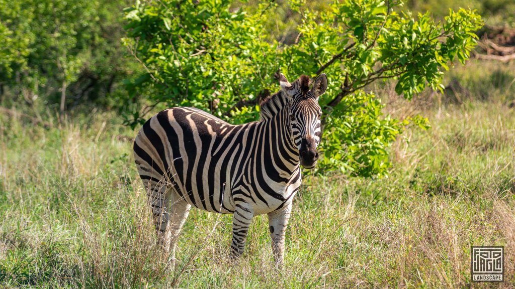Zebra
Safari-Tour im Manyeleti Game Reserve (The Orpen Kruger)
Sdafrika