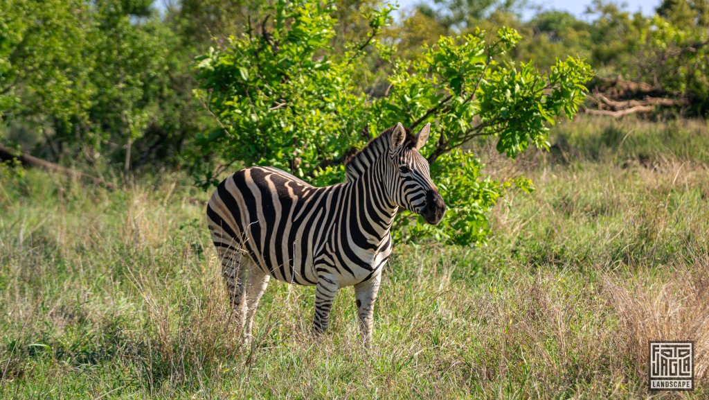 Zebra
Safari-Tour im Manyeleti Game Reserve (The Orpen Kruger)
Sdafrika