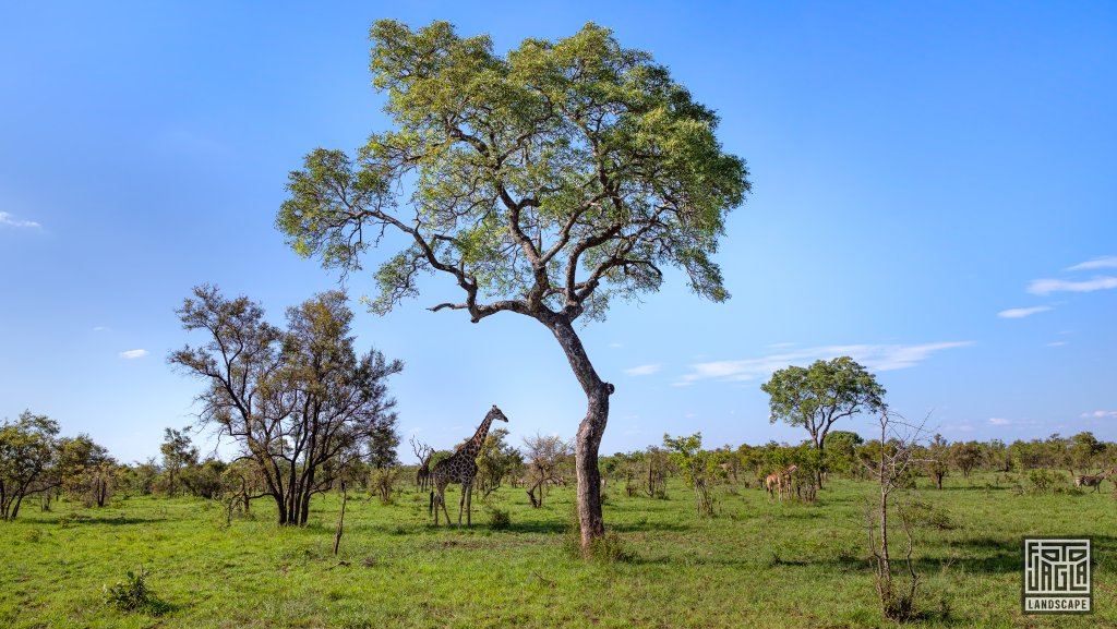 Eine kleine Giraffen-Herde
Safari-Tour im Manyeleti Game Reserve (The Orpen Kruger)
Sdafrika