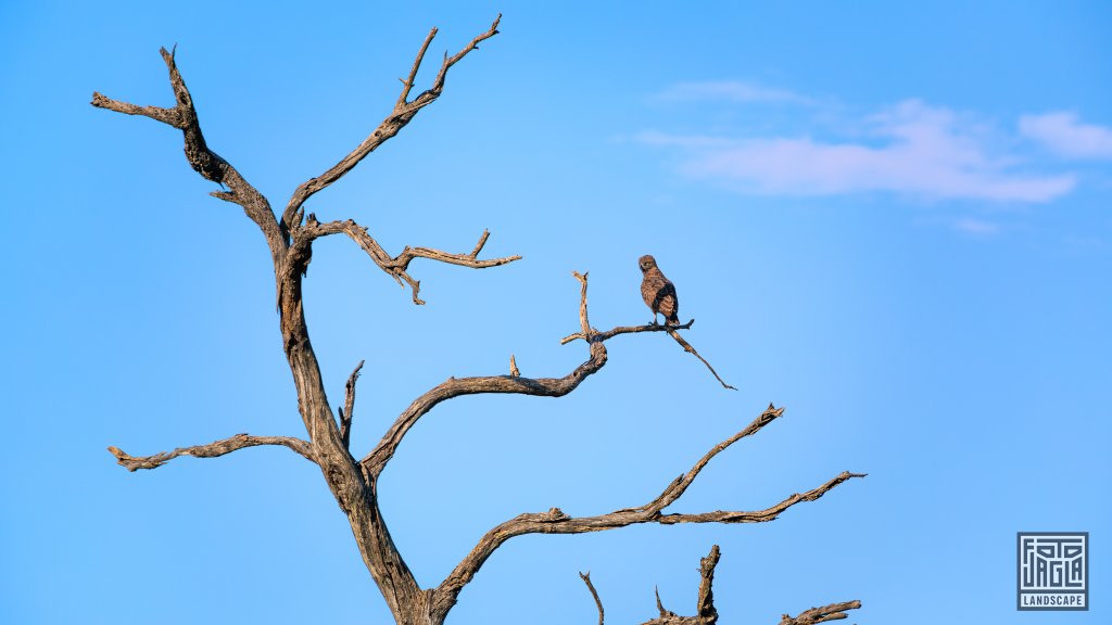 Kampfadler (Polemaetus bellicosus) auf einem toten Ast Kruger National Park
Safari-Tour im Manyeleti Game Reserve (The Orpen Kruger)
Sdafrika