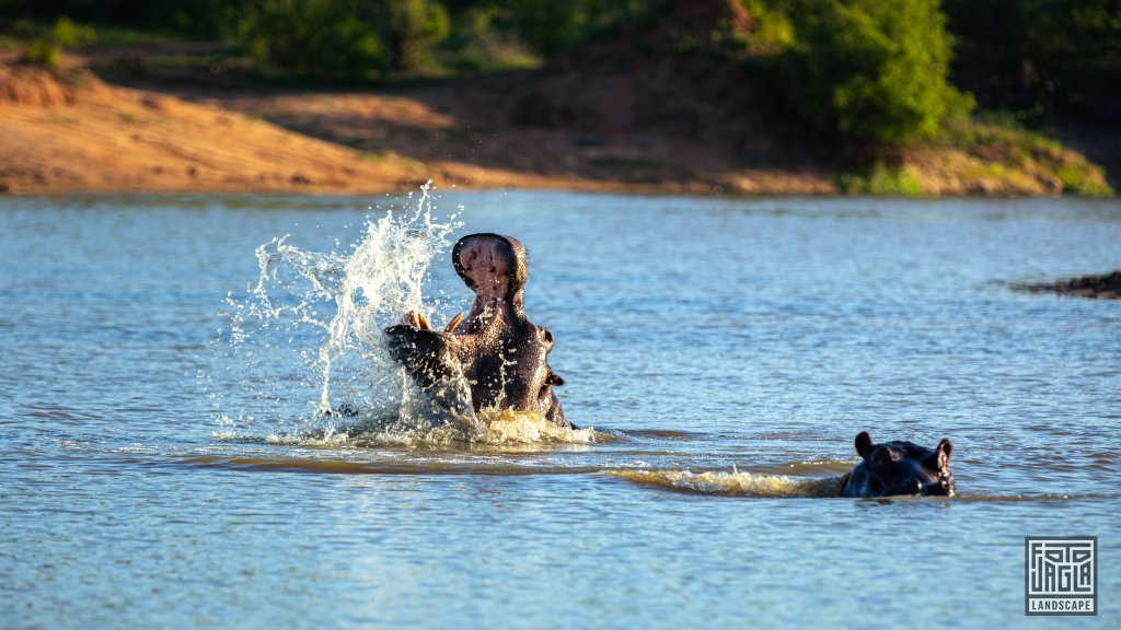 Ein wildes Nilpferd (Hippo) reit sein Maul auf
Safari-Tour im Manyeleti Game Reserve (The Orpen Kruger)
Sdafrika