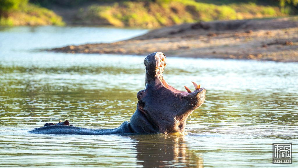 Ein wildes Nilpferd (Hippo) reit sein Maul auf
Safari-Tour im Manyeleti Game Reserve (The Orpen Kruger)
Sdafrika