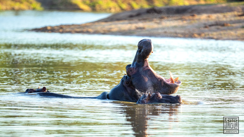 Ein wildes Nilpferd (Hippo) mit seinem kleinen Baby-Hippo
Safari-Tour im Manyeleti Game Reserve (The Orpen Kruger)
Sdafrika