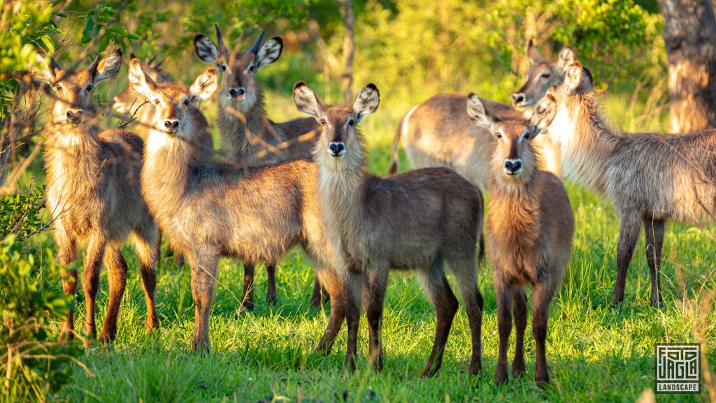 Afrikanischer Ellipsen-Wasserbock (Kobus Ellipsiprymnus)
Safari-Tour im Manyeleti Game Reserve (The Orpen Kruger)
Sdafrika