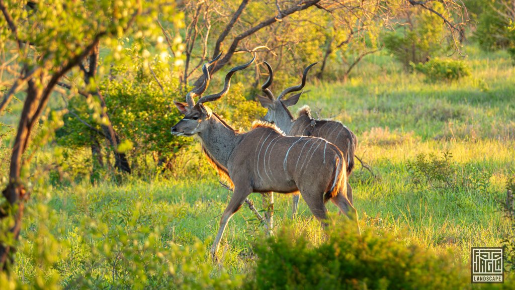 Groe Kudus (Tragelaphus Strepsiceros)
Safari-Tour im Manyeleti Game Reserve (The Orpen Kruger)
Sdafrika