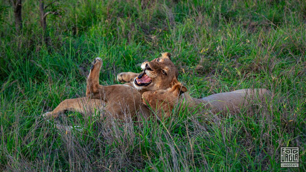 Wilde Lwen liegen im Gras
Safari-Tour im Manyeleti Game Reserve (The Orpen Kruger)
Sdafrika