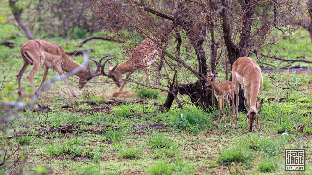 Impalas
Kruger National Park
Sdafrika