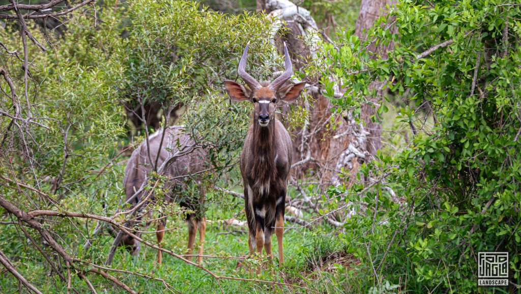 Groer Kudu (Tragelaphus Strepsiceros)
Kruger National Park
Sdafrika