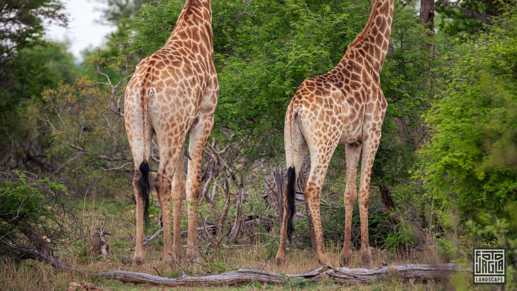 Zwei se Giraffen-Hintern
Kruger National Park
Sdafrika
