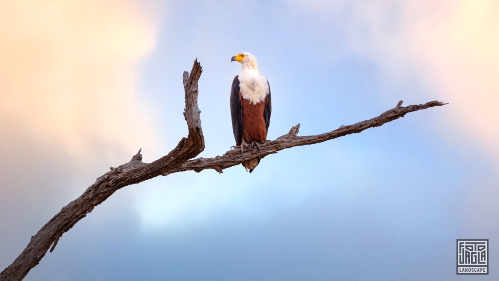 Schreiseeadler (Icthyophaga Vocifer)
Kruger National Park
Sdafrika
