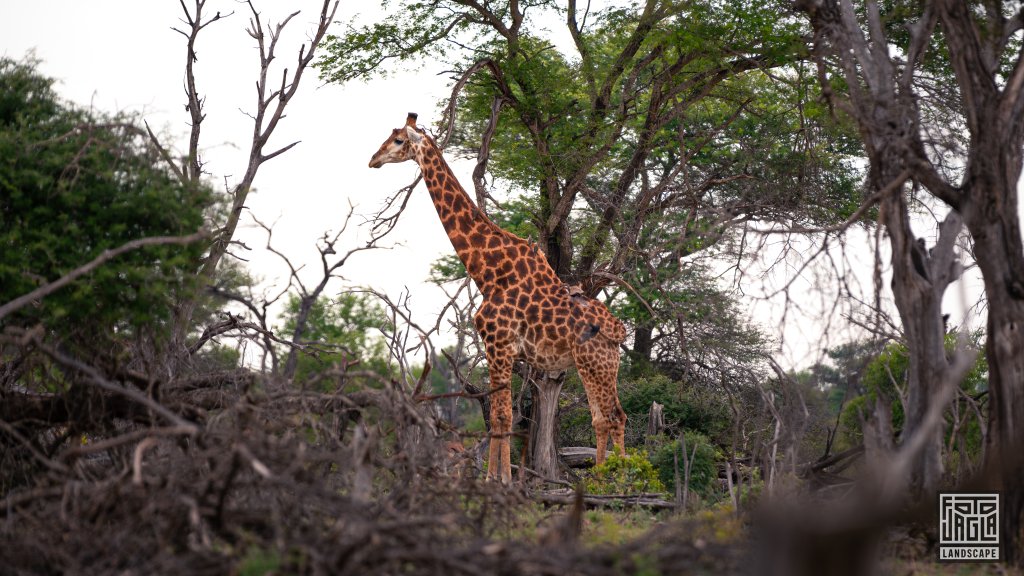 Giraffe
Kruger National Park
Sdafrika