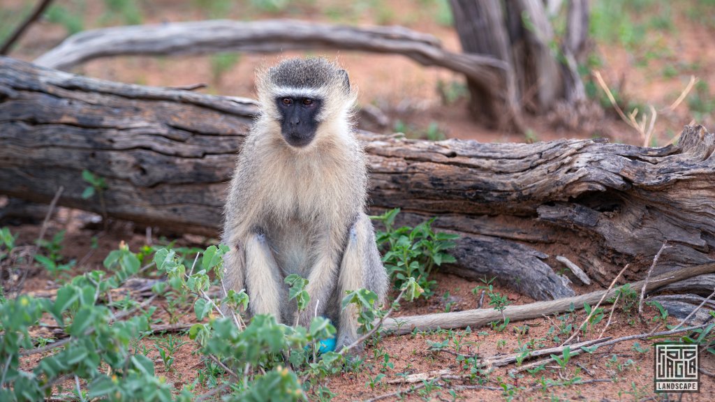 Sdliche Grnmeerkatze (Chlorocebus Pygerythrus)
Kruger National Park
Sdafrika