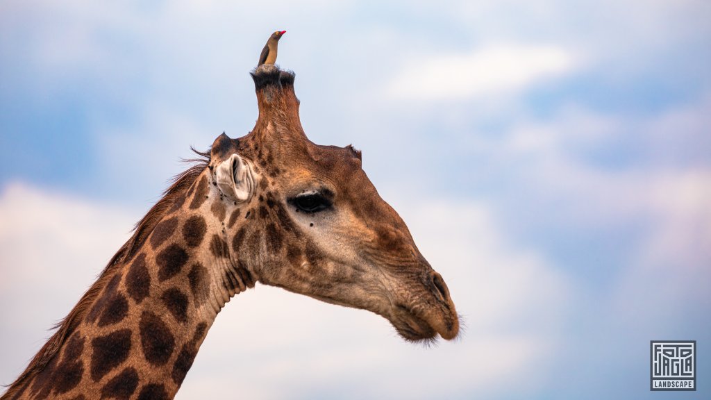 Rotschnabel-Madenhacker sitzt auf einem Giraffenkopf
Kruger National Park
Sdafrika