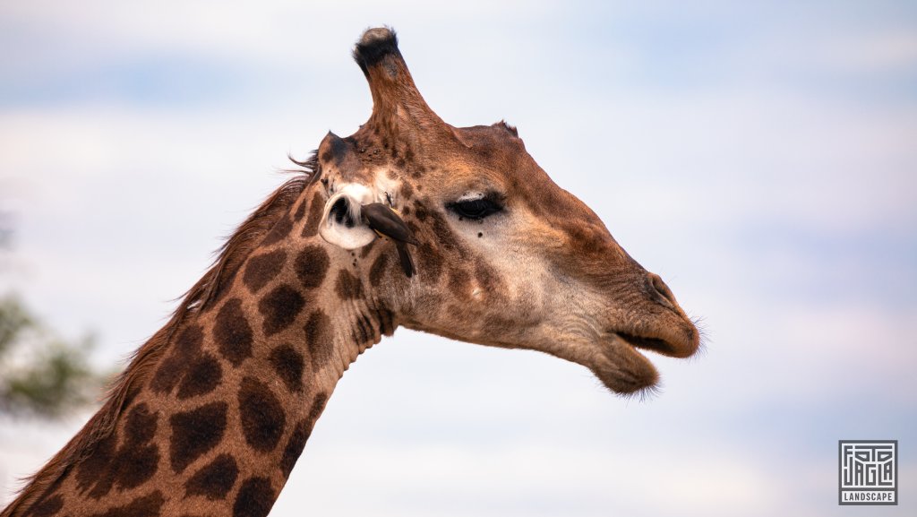Rotschnabel-Madenhacker putzt ein Giraffenohr
Kruger National Park
Sdafrika