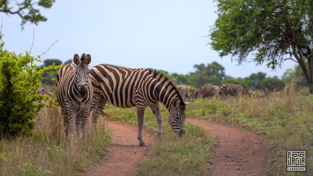 Zebras auf einem Feldweg
Kruger National Park
Sdafrika