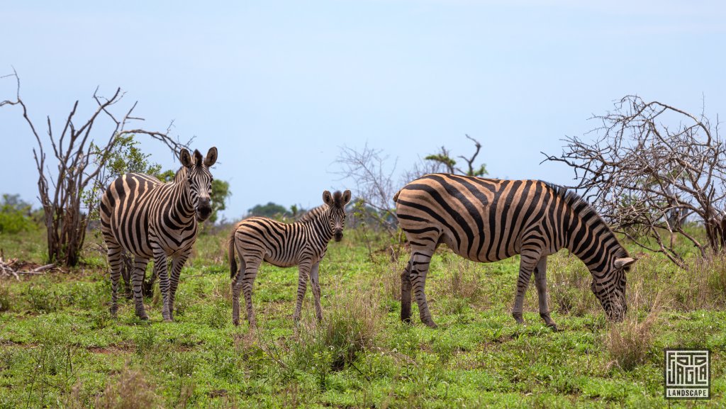 Zebra Familie mit Baby-Zebra
Kruger National Park
Sdafrika