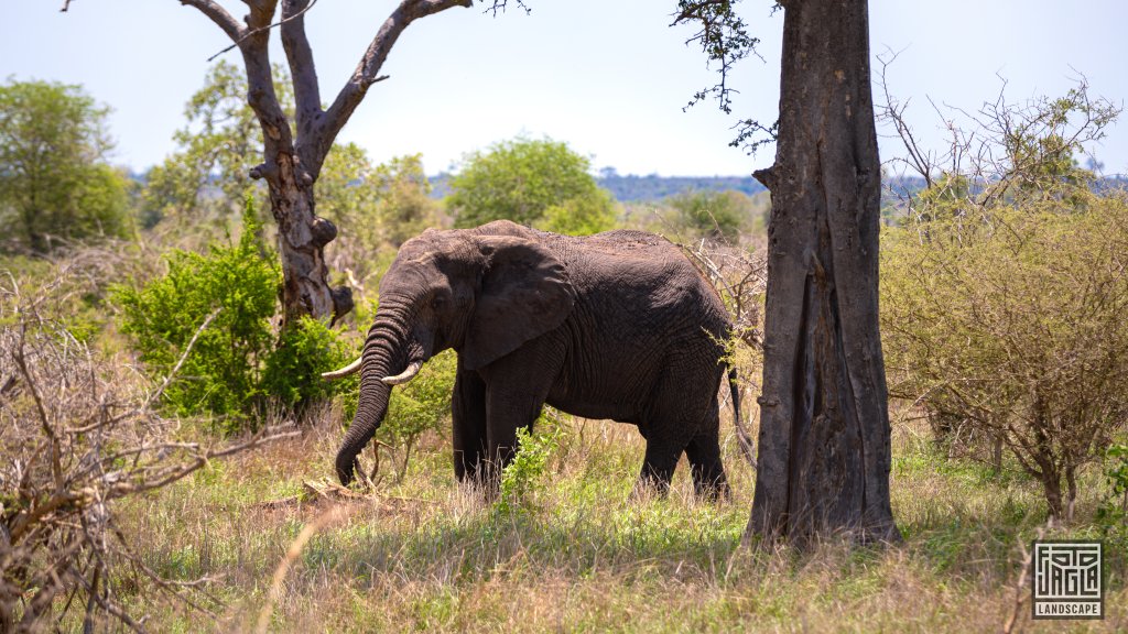 Afrikanischer Elefant
Kruger National Park
Sdafrika