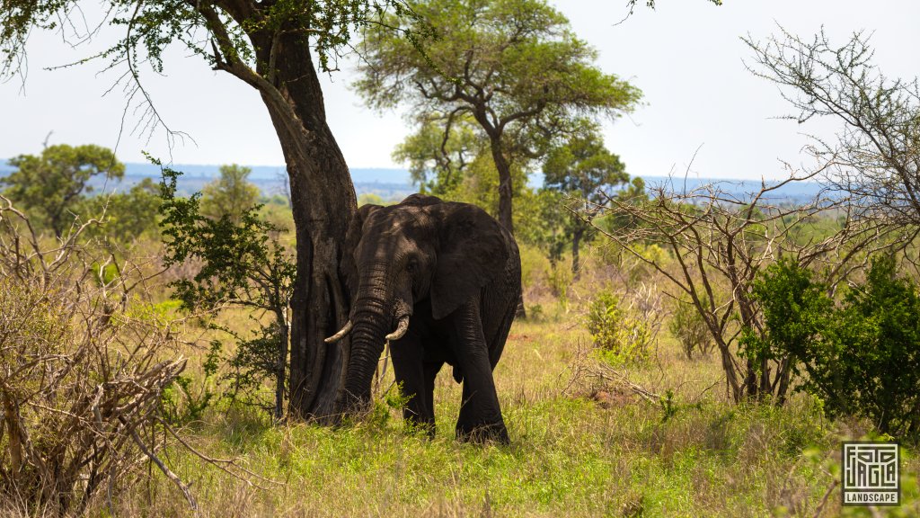 Afrikanischer Elefant im Schatten eines Baumes
Kruger National Park
Sdafrika