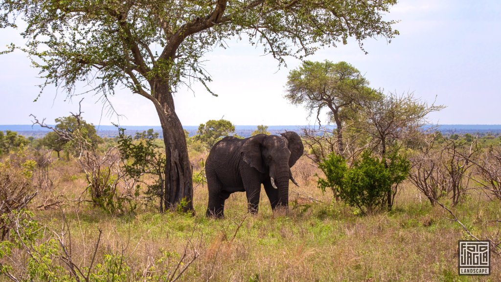 Afrikanischer Elefant im Schatten eines Baumes
Kruger National Park
Sdafrika
