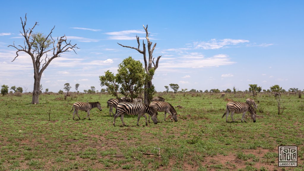 Wilde Zebra-Herde
Kruger National Park
Sdafrika