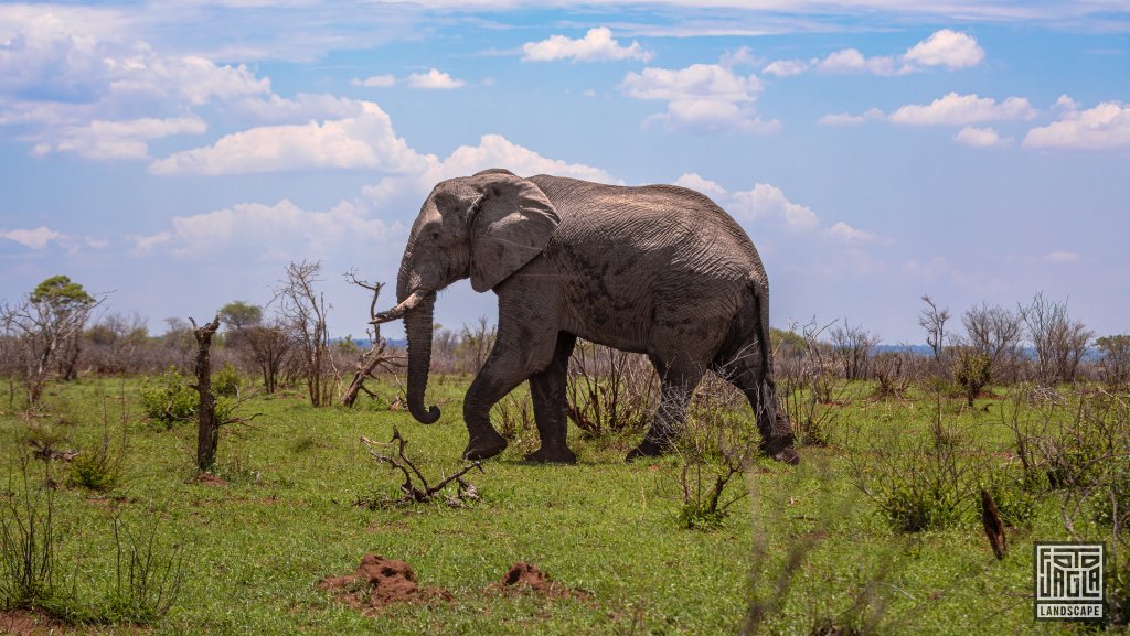Afrikanischer Elefant
Kruger National Park
Sdafrika