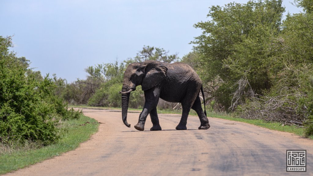 Afrikanischer Elefant kreuzt eine Strae
Kruger National Park
Sdafrika