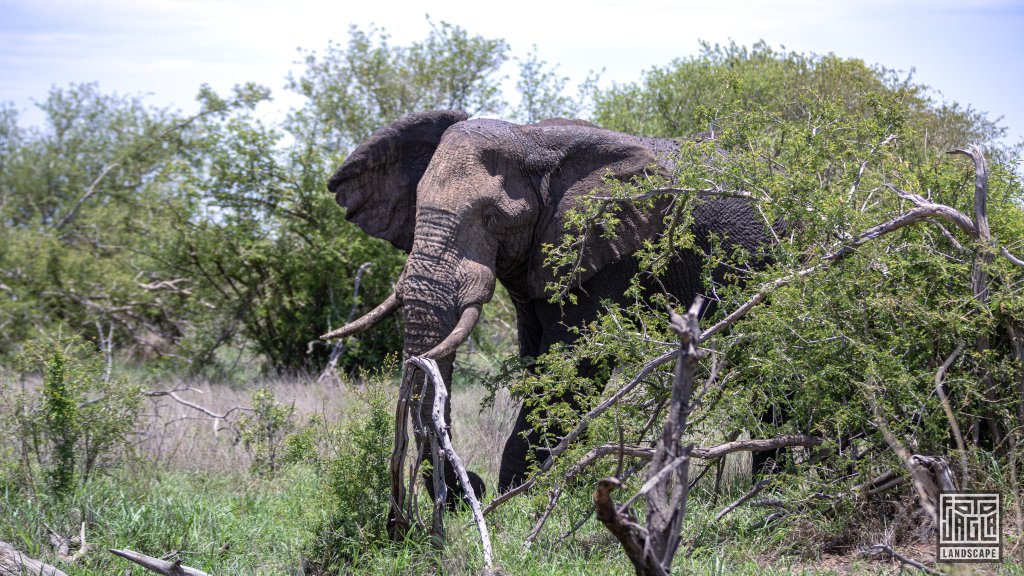 Afrikanischer Elefant
Kruger National Park
Sdafrika