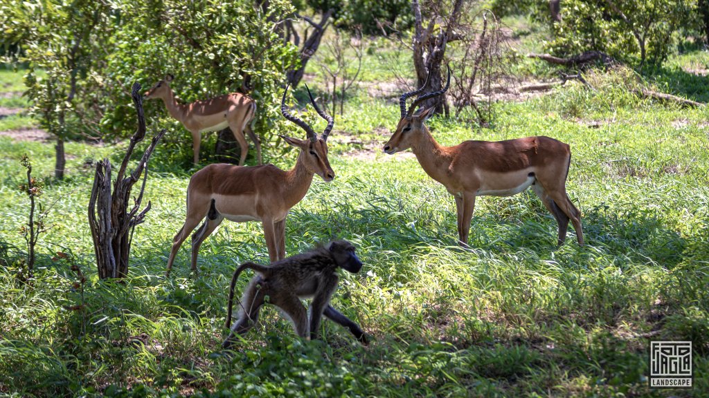 Impalas (Aepyceros) und an Pavian (Baboon)
Kruger National Park
Sdafrika