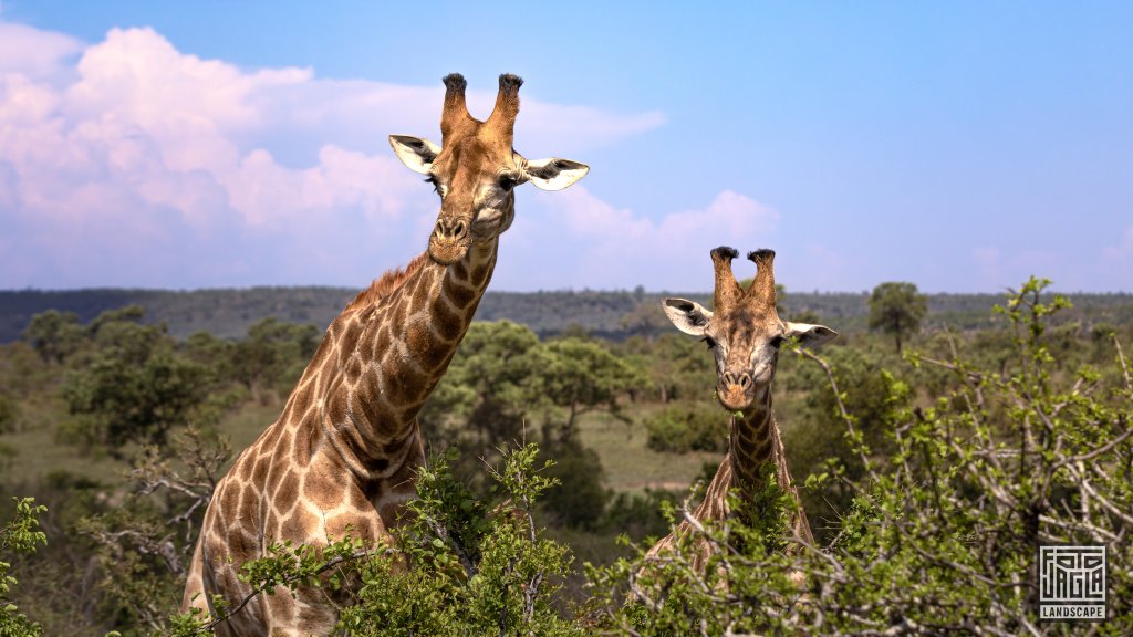 Zwei Giraffenkpfe ber den Bumen
Kruger National Park
Sdafrika