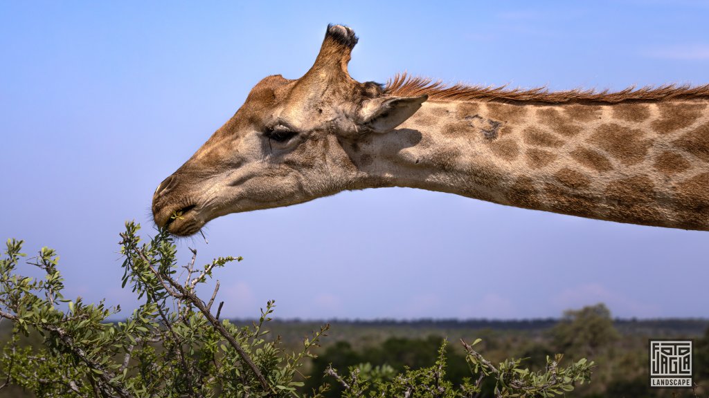 Hungrige Giraffe
Kruger National Park
Sdafrika