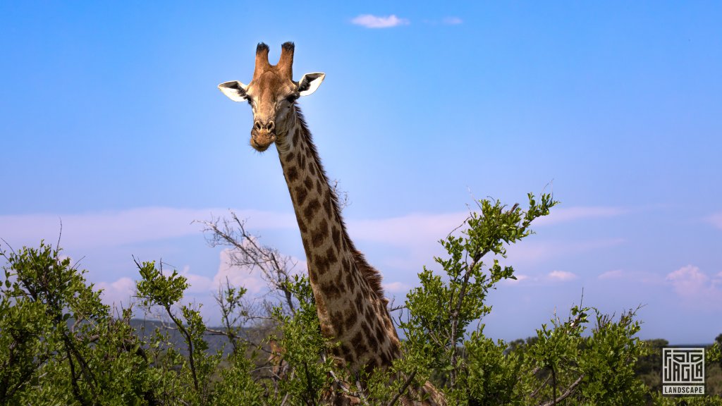 Giraffe
Kruger National Park
Sdafrika