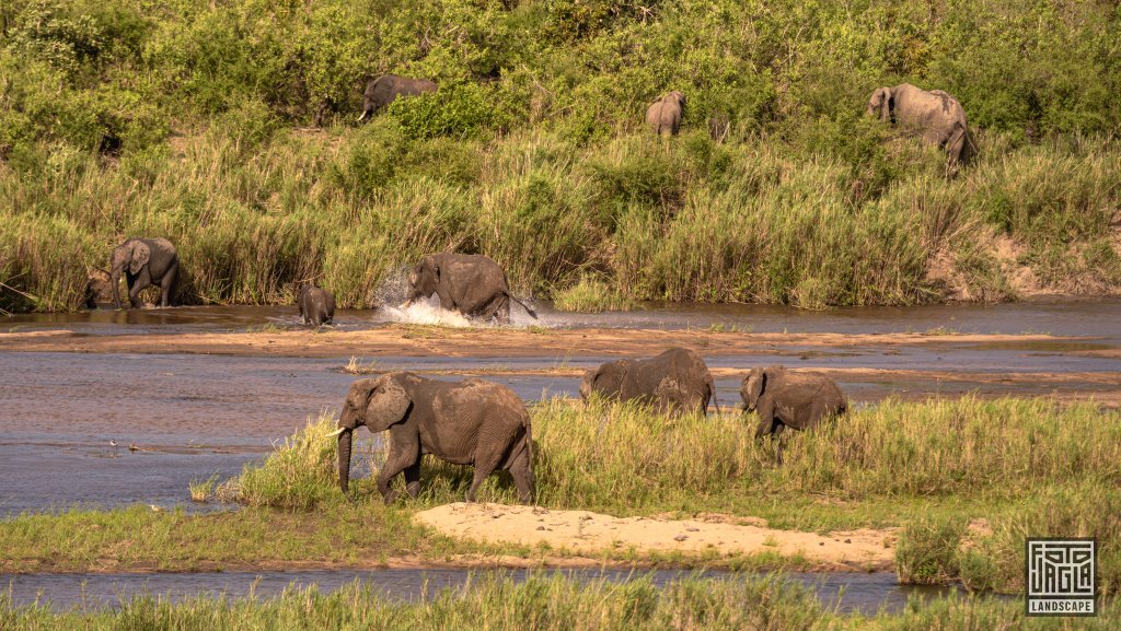 Eine Elefantenherde berquert einen Fluss
Kruger National Park
Sdafrika