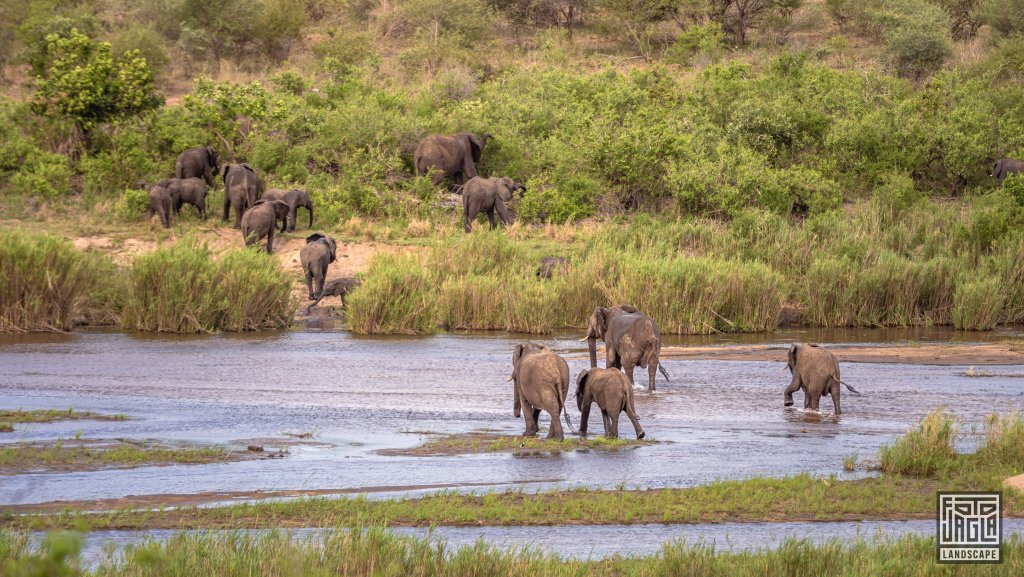 Eine Elefantenherde berquert einen Fluss
Kruger National Park
Sdafrika