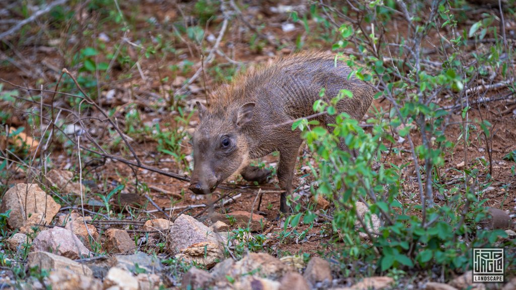 Ein Baby Warzenschwein
Kruger National Park
Sdafrika