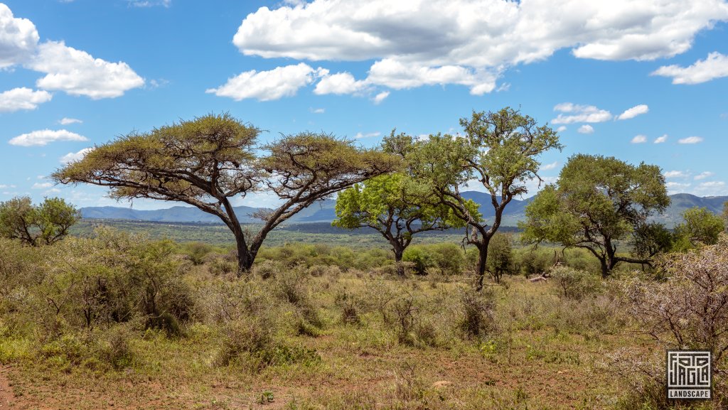 Wunderschne Landschaft im Naturreservat
Safari im Manyoni Private Game Reserve in KwaZulu-Natal
Sdafrika