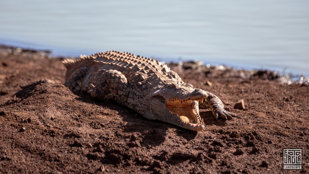 Krokodil liegt am Wasserloch und geniet die Sonne
Safari im Manyoni Private Game Reserve in KwaZulu-Natal
Sdafrika