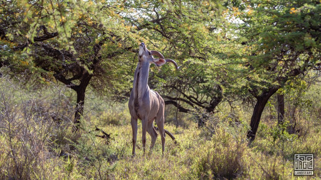 Groer Kudu (Tragelaphus Strepsiceros) mit langen Hrnern
Safari im Manyoni Private Game Reserve in KwaZulu-Natal
Sdafrika