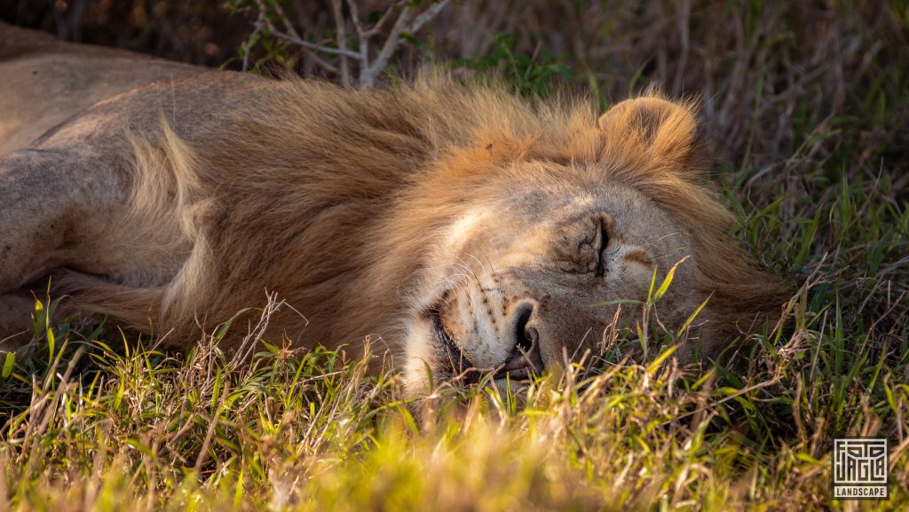 Wilder Lwe schlft in der Sonne
Safari im Manyoni Private Game Reserve in KwaZulu-Natal
Sdafrika