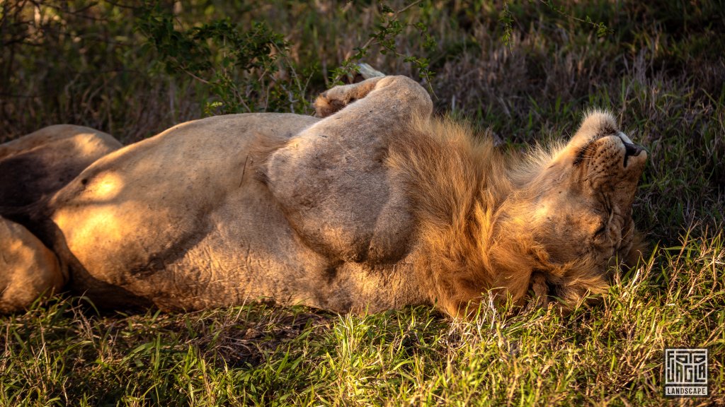 Wilder Lwe geniet die Sonne
Safari im Manyoni Private Game Reserve in KwaZulu-Natal
Sdafrika